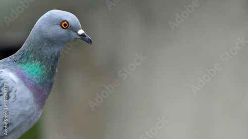 speed racing pigeon bird, Rock dove or common pigeon bird