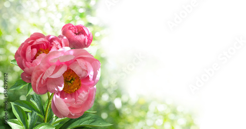 Fototapeta Naklejka Na Ścianę i Meble -  A bouquet of three large pink peonies isolated on a blurred garden background.