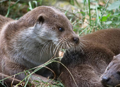 Eurasian otter in action in the wild..