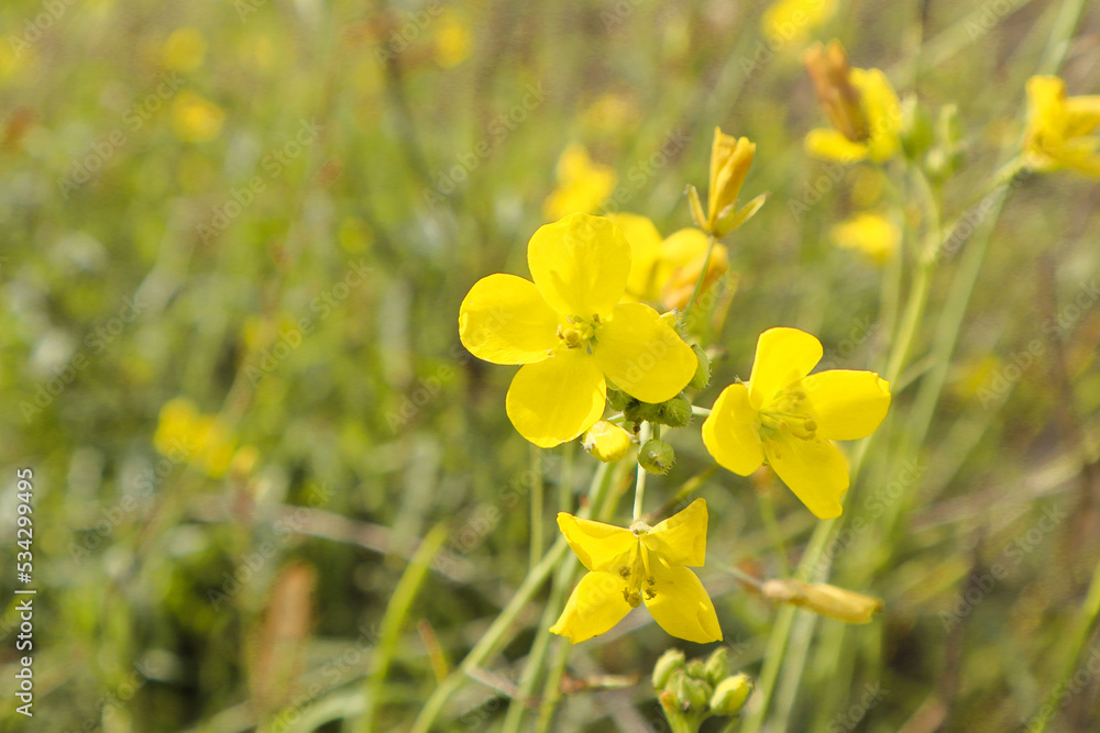 Fototapeta premium Selective focus of Arugula flower with bokeh background. Rucola (Eruca sativa) with yellow flowers