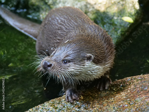 Eurasian otter in action in the wild..