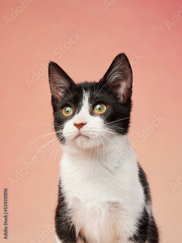 black and white kitten on a colored background. young cute cat in the studio