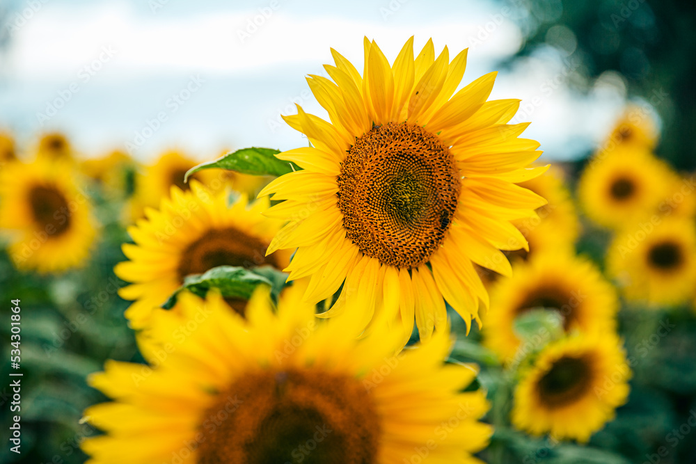 Fototapeta premium sunflower_XVI