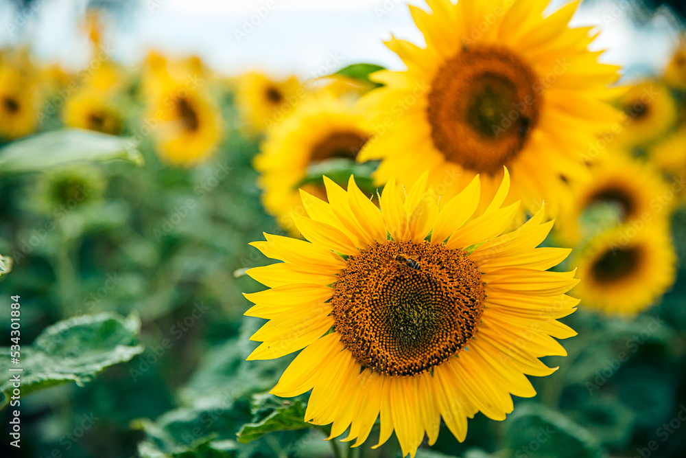 Fototapeta premium sunflower_XV