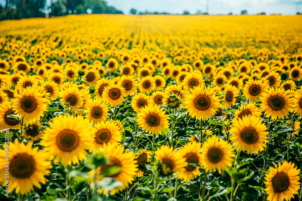 sunflower_IX sunflower_IX