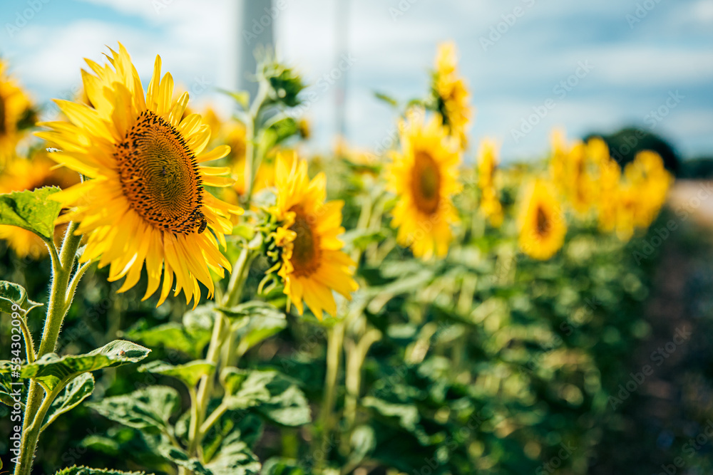 Fototapeta premium sunflower_VI