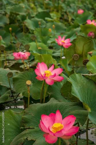 pink water lilies