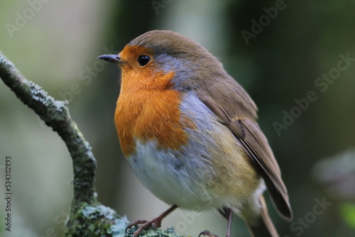 A wild Robin that has perched on a branch in the forest. These birds are famous at Christmas time and often seen on the front of holiday and greeting cards.