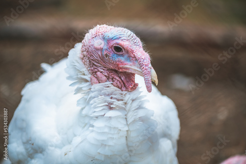 Turkeys in a pen, close-up, raised in captivity. Poultry farm