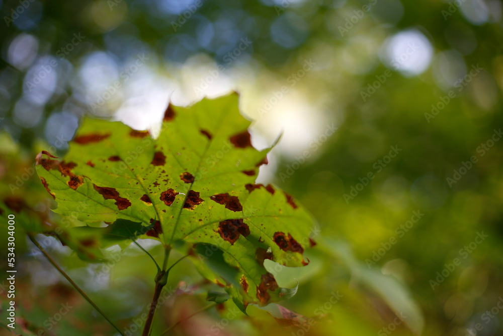 goudronneuse sur les feuilles d'érables goudronneuse sur les feuilles d'érables