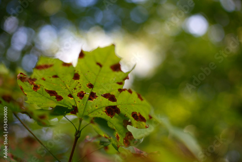 goudronneuse sur les feuilles d'érables