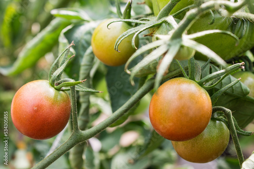 Unripe ripening tomato fruits close-up on branches with green leaves and space for copying