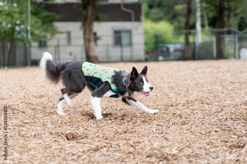 ボーダーコリー 牧羊犬 白い 黒い 犬 ボーダーコリー 牧羊犬 白い 黒い 犬