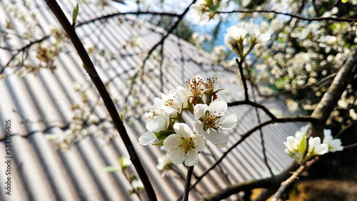 The beautiful SonTra flowers, YenBai, VietNam