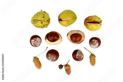 Chestnuts and autumn acorns on a white background. Kasztany i żołędzie na białym tle.