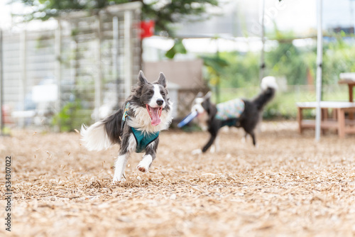 ボーダーコリー 牧羊犬 白い　黒い 犬