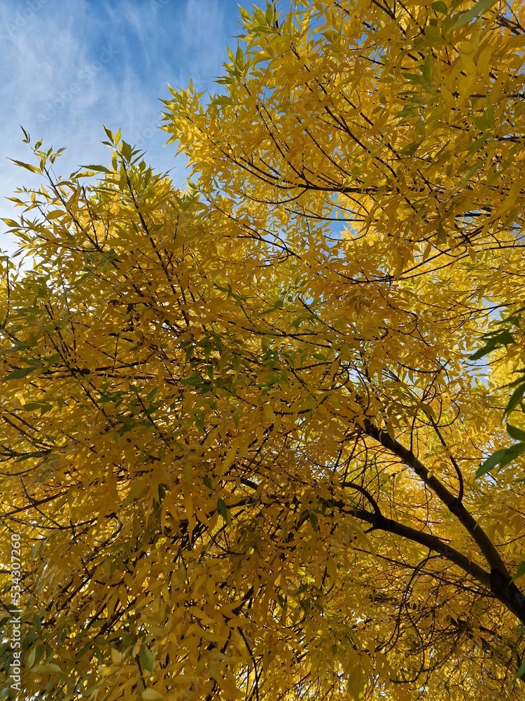 yellow leaves on trees in autumn yellow leaves on trees in autumn