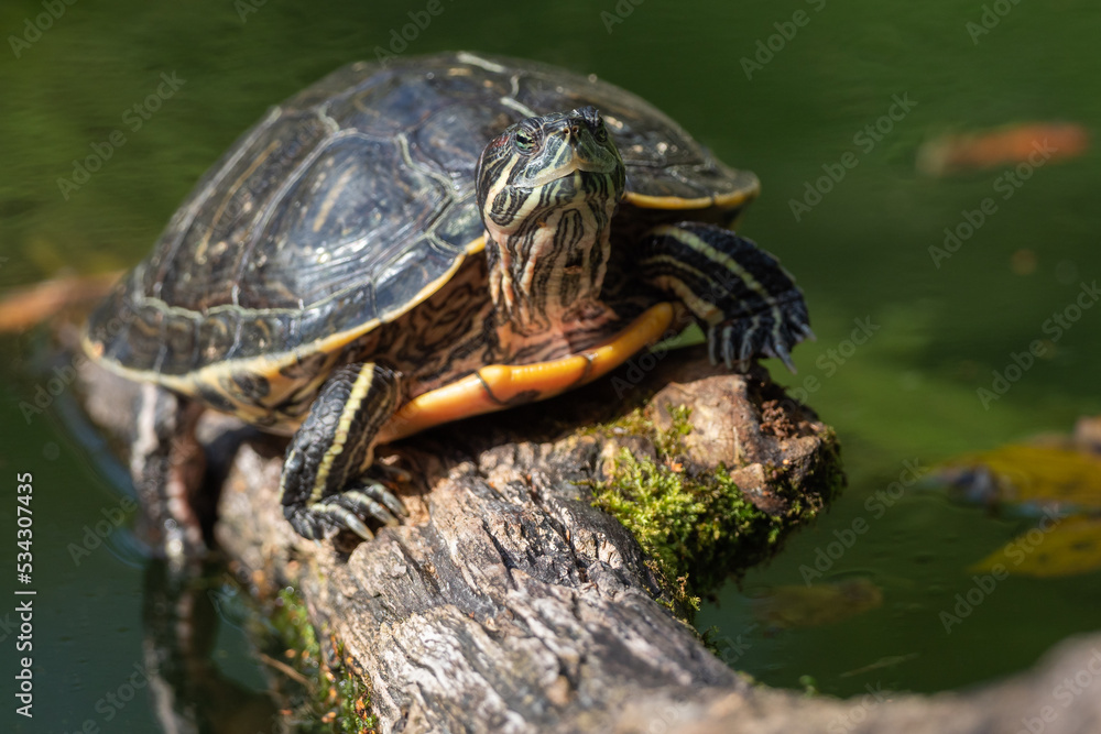 small turtle resting on a branch small turtle resting on a branch