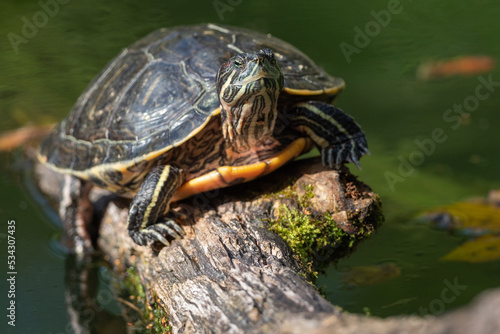 small turtle resting on a branch