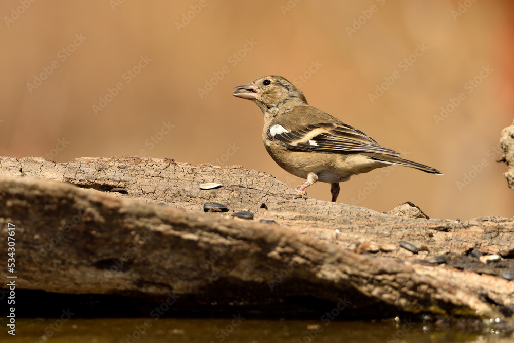 pinzon comun (Fringilla coelebs) comiendo semillas de girasol pinzon comun (Fringilla coelebs) comiendo semillas de girasol