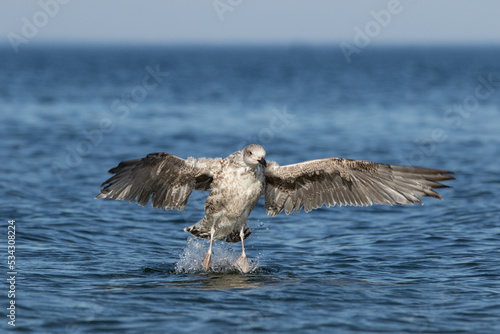seagull landing in the sea