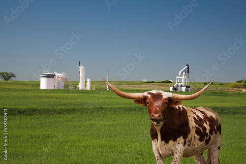 Canvastavla Texas Longhorn cow in central Oklahoma with a producing oil well in the backgrou