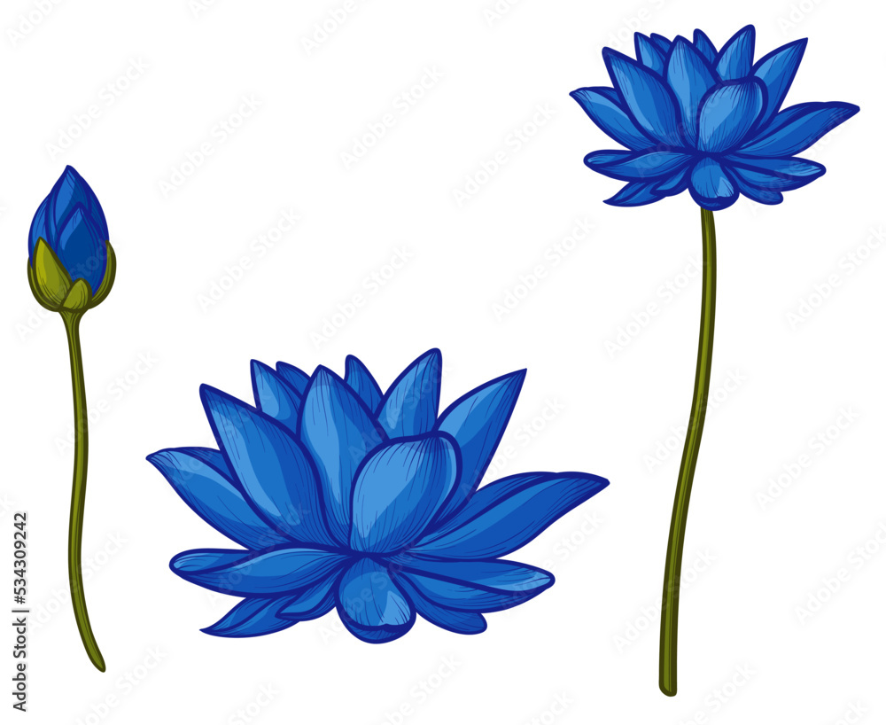 Blue lotus illustration. Vector water lily isolated on white