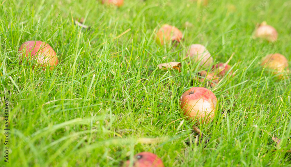Closeup a group of apples falled from the tree and scattered on the ground green grass and rotten. Fruit harvest season in orchard farm Closeup a group of apples falled from the tree and scattered on the ground green grass and rotten. Fruit harvest season in orchard farm