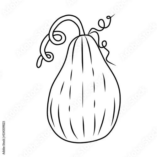 pumpkin drawing suitable for coloring book. outline pumpkins sketch, gourds different types, shapes and sizes. Vector isolated illustration for halloween, thanksgiving day