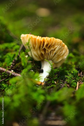 Texture de dessous de champignon beige orangée dans la mousse beauté de la nature