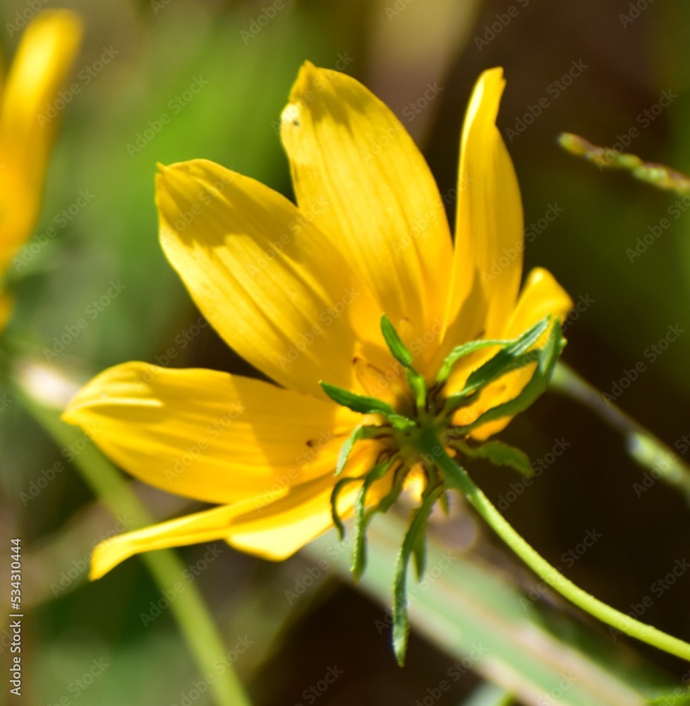 yellow flower in the garden yellow flower in the garden