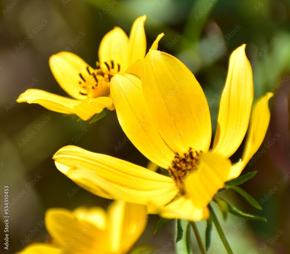yellow flower in the garden yellow flower in the garden