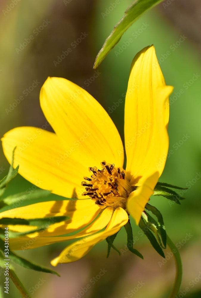 Obraz premium yellow flower in the garden