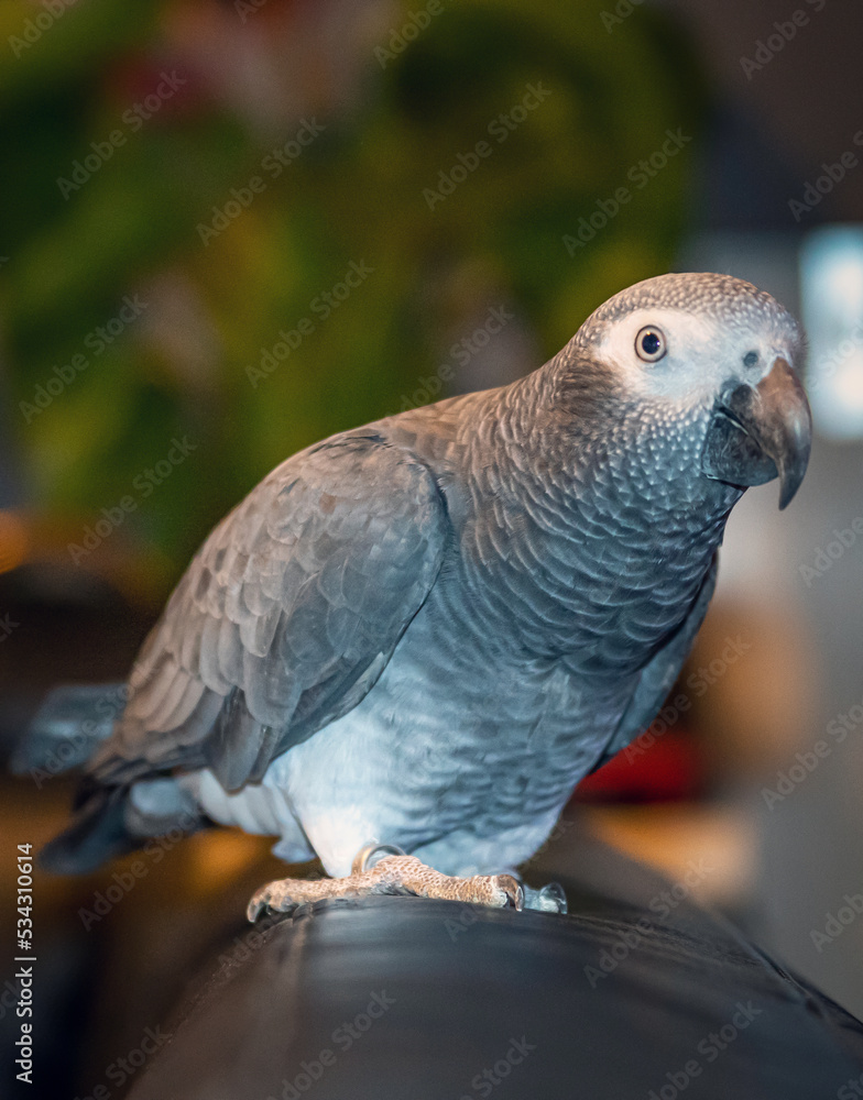 Naklejka premium african grey parrot