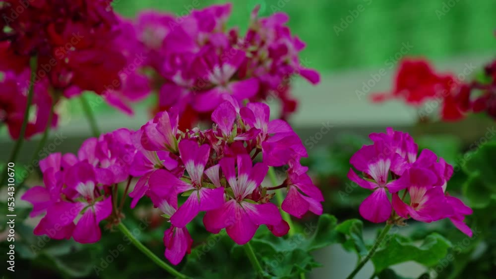 beautiful potted flowers recorded with 4k recording quality beautiful potted flowers recorded with 4k recording quality