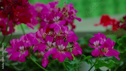 Wallpaper Mural beautiful potted flowers recorded with 4k recording quality Torontodigital.ca