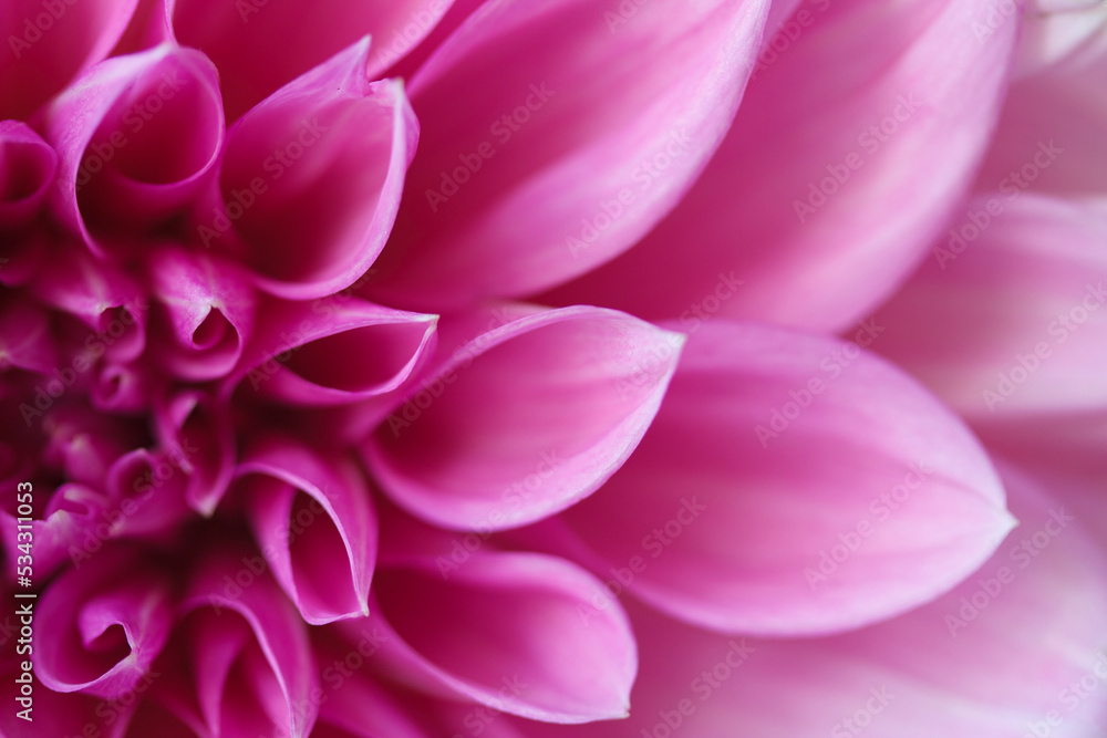 A close up of a pink dahlia pinnata flower