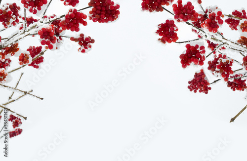 Twigs with red berries viburnum in of hoarfrost and in snow on light sky background