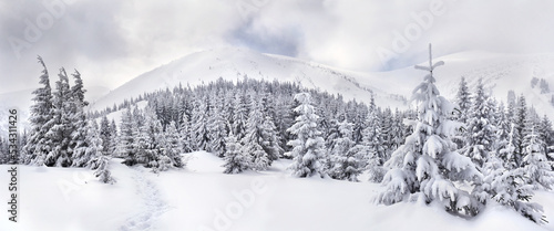 Winter landscape of mountains with path with footprints in snow following in fir forest and glade