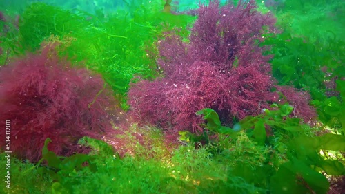 The thalli of red (Ceramium) and green (Ulva, Cladophora) algae sway on the rocks on the seabed, the Black Sea photo