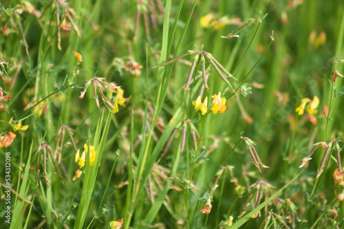Closeup of common bird's foot trefoil flowers with selective focus on foreground