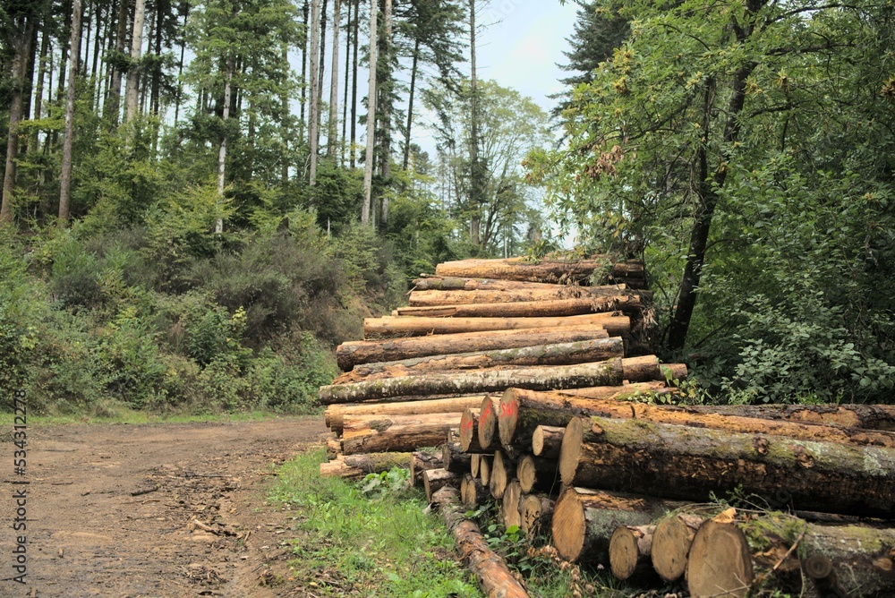 Bois des Vosges sapin issu d'exploitation forestière sylviculture Bois des Vosges sapin issu d'exploitation forestière sylviculture