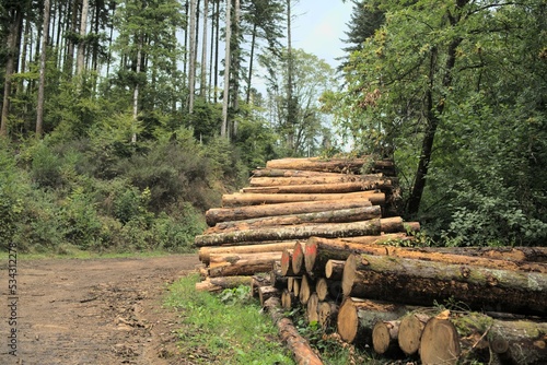 Photos Bois des Vosges sapin issu d'exploitation forestière sylviculture