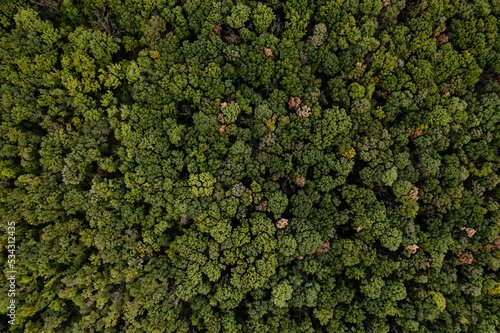 Aerial top down view of green and yellow trees in the forest. Drone shot of a green forest. 