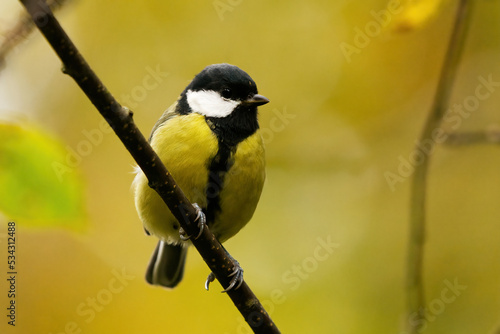 Great tit (Parus major) sitting on a branch in the forest in fall.