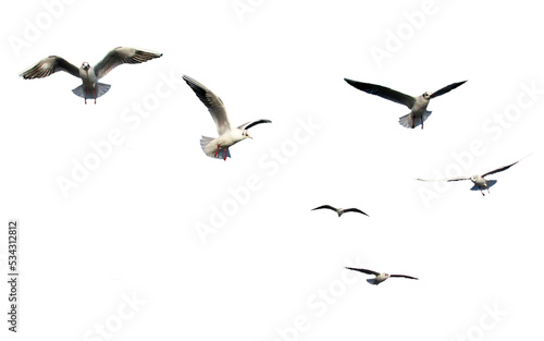  png flock of birds for photo background