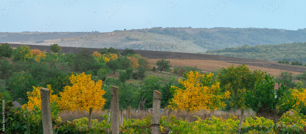 landscape beautiful Early autumn countryside September, forest with yellow, green and brown walnut trees   nature  small village vineyard.
