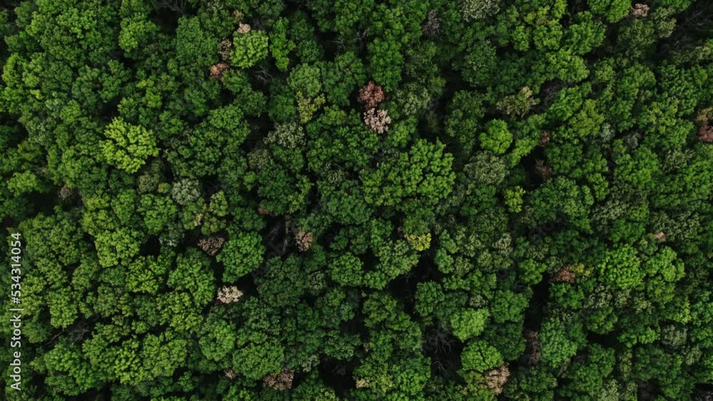 Cinematic aerial top down view of green and yellow forest trees. Drone slow motion shot of a forest. Cinematic aerial top down view of green and yellow forest trees. Drone slow motion shot of a forest.