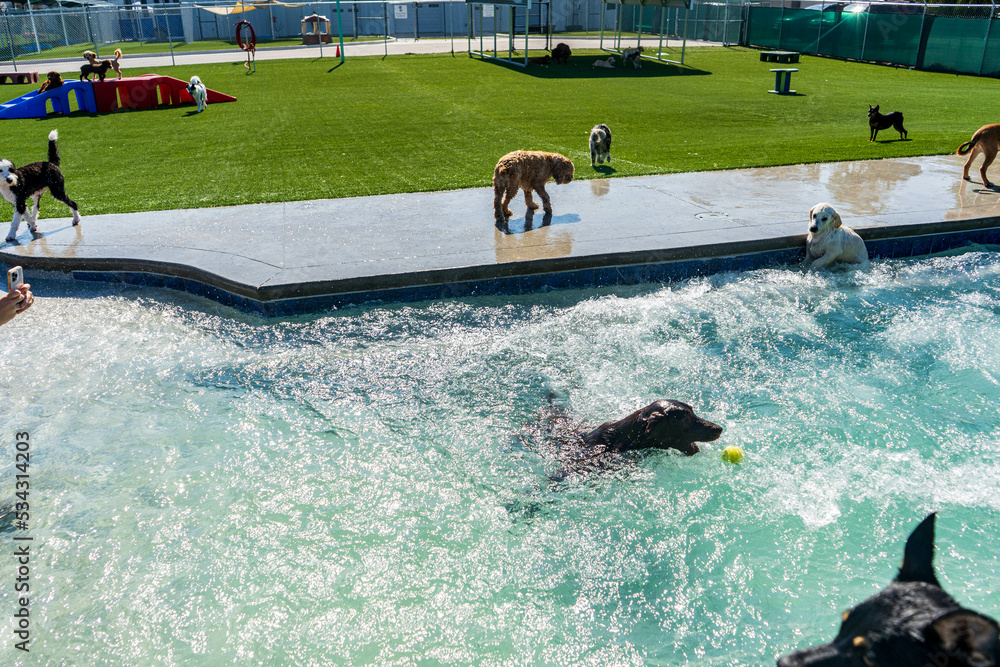 Dogs in Swimming Pool