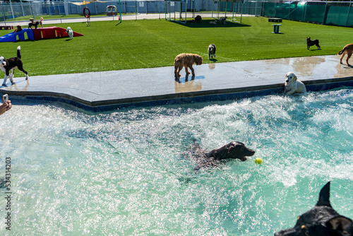 Obraz na płótnie Dogs in Swimming Pool w salonie
